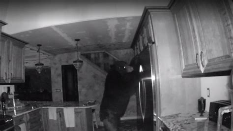 Search on for bear that broke into home west of Trinidad, clawed woman’s leg